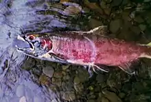 Dead salmon after spawning