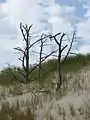 Dead trees