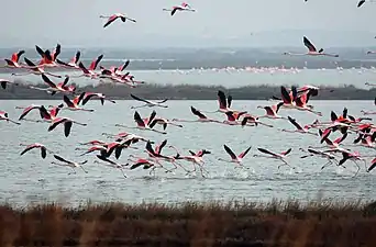 Colony in the Po River delta, Italy