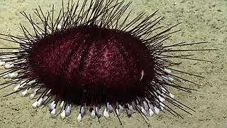 Hygrosoma sp. (abyssal species from north Atlantic)