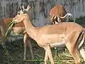 Impala at Bangladesh national zoo