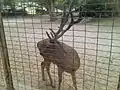 Antler deer