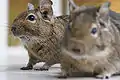 Two common degus outside