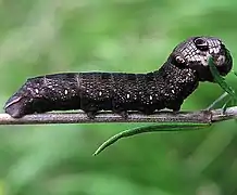 Caterpillar