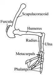 Arm diagram