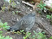 A neutral gray bird on the ground viewed through foliage.