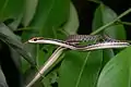 Dendrelaphis pictus from Kaeng Krachan District, Thailand