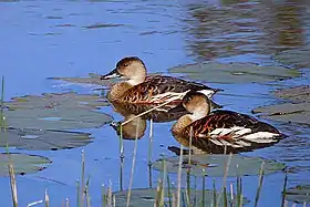 A pair of wandering whistling ducks on the water