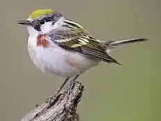 Chestnut-sided warbler