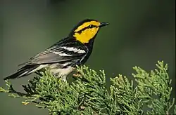 Golden-cheeked warbler