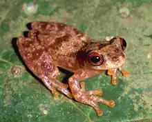 Dendropsophus joannae