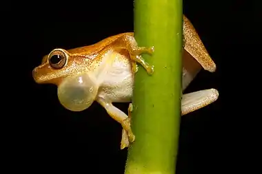 Image 8Dendropsophus microcephalusPhoto: Brian GratwickeA male Dendropsophus microcephalus frog, displaying its vocal sac—membranes of skin under the throat or on the corner of the mouth that distend to amplify its call. The species lives in moist areas in most of Central America and northern South America.More selected pictures