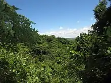 A moist forested gulley at Pemba, Mozambique