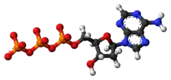 Ball-and-stick model of the deoxyadenosine triphosphate anion