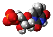 Space-filling model of the thymidine monophosphate molecule as an anion, double negative charge