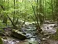 Forest stream