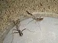 4th instar Deroplatys lobata nymphs. Female on the left and male on the right.