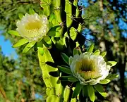 Cactus flowers