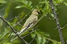 Desert finch (Rhodospiza obsoleta)