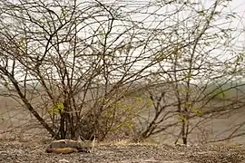 Desert Fox Female in its Habitat