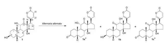 The different metabolites obtained from the biotransformation of arenobufagin by Alternaria alternata