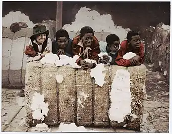 "Coons in a Cotton Shed" photochrom postcard published by the Detroit Photographic Company, circa 1897-1924