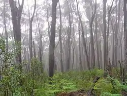 Black ash in mountain mist, Deua National Park