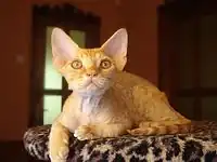 An orange Devon Rex