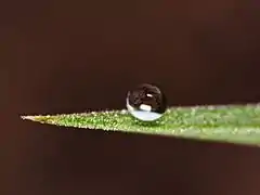 A. Water beading on a leaf