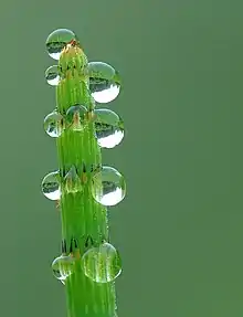 Image 10GuttationPhoto credit: Luc ViatourAn example of guttation, the appearance of drops of xylem sap on the tips or edges of leaves of some vascular plants, on an Equisetum. At night, transpiration usually does not occur because most plants have their stomata closed. When there is a high soil moisture level, water will enter plant roots, because the water potential of the roots is lower than in the soil solution. The water will accumulate in the plant creating a slight root pressure. The root pressure forces some water to exude through special leaf tip or edge structures, hydathodes, forming drops. Guttation is not to be confused with dew, which condenses from the atmosphere onto the plant surface.