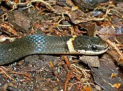 Ring-neck snake