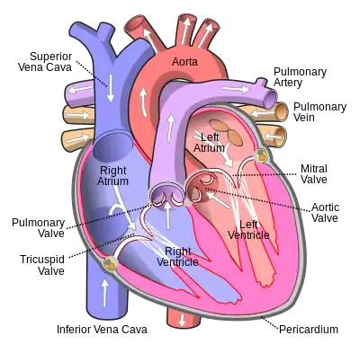 Human heart