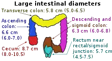 Inner diameters of different sections of the large intestine, with transverse colon (at top) measuring on average 5.8 cm (range 5.0-6.5 cm).