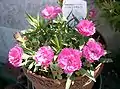 Dianthus chinensis var. senperflorens