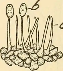 "Diaporthe phaseolorum": long, slender, fragile sporophores (a) with two pycnospores (b) attached