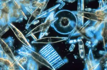 Diatoms are a major algae group generating about 20% of world oxygen production.