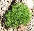 A plant in early spring before flowering on Mount Ontake