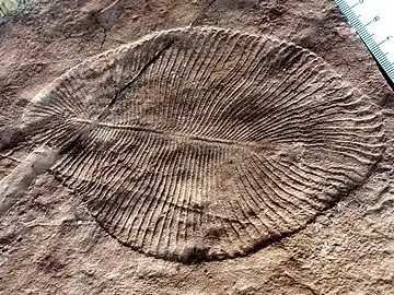 Image 47Dickinsonia costata from the Ediacaran biota (c. 635–542 mya) is one of the earliest animal species known. (from Animal)