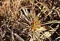 Involucral bracts after flowering