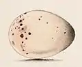 Egg