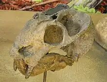 Skull of Dicynodon, a dicynodont.