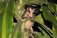 Brown and gray opossum