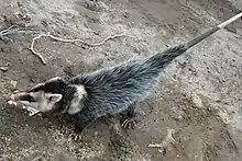 Gray and white opossum