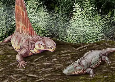 Dimetrodon grandis and Eryops – Early Permian,  North America