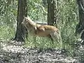 A dingo at Yengo National Park