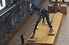 Allosaurus fragilis on the first floor