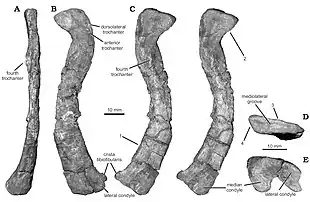 Photos of a long, curved leg-bone in multiple views