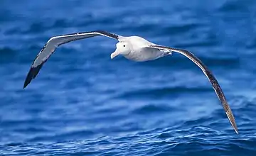 Image 22Wandering albatrossPhotograph: JJ HarrisonA wandering albatross (Diomedea exulans) in flight off the coast of the Tasman Peninsula. The wandering albatross is the largest of its genus, with an average wingspan ranging from 2.51 m to 3.5 m (8 ft 3 in – 11 ft 6 in). It feeds mostly on cephalopods, crustaceans, and small fish.More selected pictures