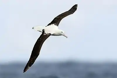 Image 5Northern royal albatrossPhotograph credit: John HarrisonThe northern royal albatross (Diomedea sanfordi) is a large seabird in the albatross family, Diomedeidae. It nests only on the Chatham Islands, on Enderby Island, and at Taiaroa Head on the Otago Peninsula of New Zealand. It spends the rest of the year away from land, in circumpolar flights over the Southern Ocean, feeding on squid, fish, crustaceans, salps and carrion. The species is listed on the IUCN Red List as endangered, but predators have been eliminated from the islands where it breeds, and conservation efforts have proved successful at the Taiaroa Head colony. This northern royal albatross was photographed off the southeastern coast of Tasmania, Australia.More selected pictures