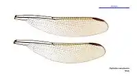 Male wings